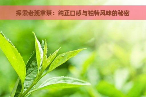 探索老班章茶：纯正口感与独特风味的秘密