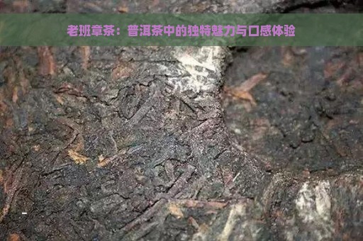 老班章茶：普洱茶中的独特魅力与口感体验