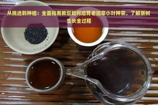 从挑选到种植：全面指南教您如何培育老班章小叶种茶，了解茶树生长全过程