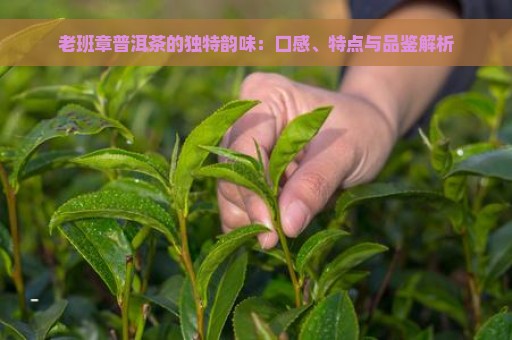 老班章普洱茶的独特韵味：口感、特点与品鉴解析