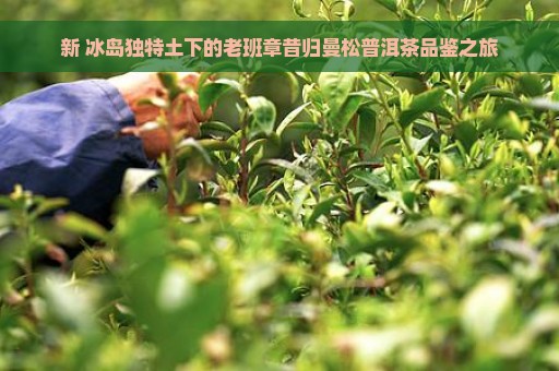 新 冰岛独特土下的老班章昔归曼松普洱茶品鉴之旅