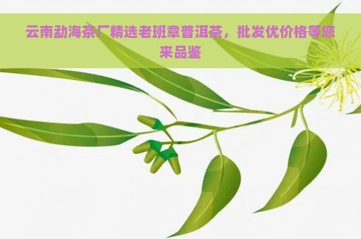 云南勐海茶厂精选老班章普洱茶，批发优价格等您来品鉴