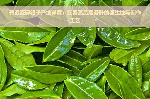 普洱茶碎银子产地详解：探索高品质茶叶的诞生地与制作工艺