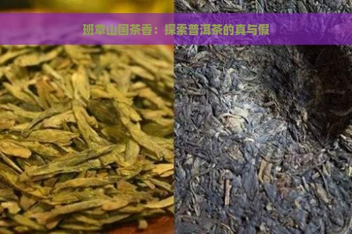 班章山国茶香：探索普洱茶的真与假