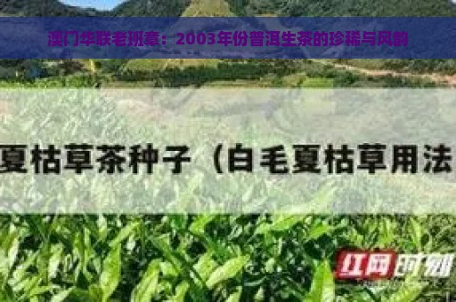 澳门华联老班章：2003年份普洱生茶的珍稀与风韵