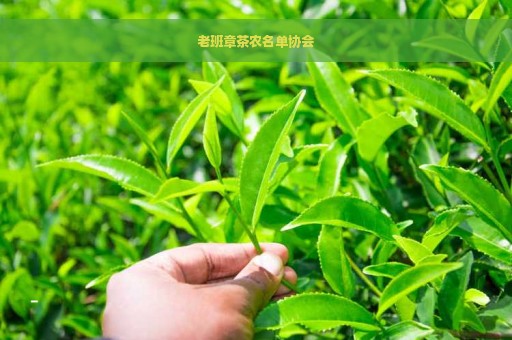 老班章茶农名单协会