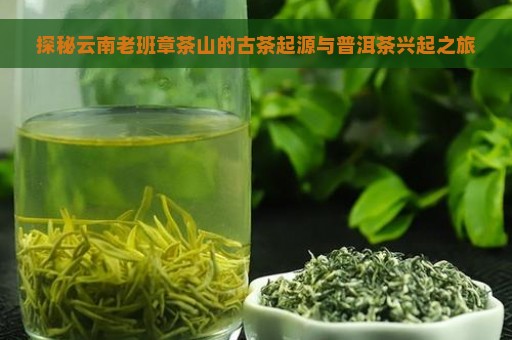 探秘云南老班章茶山的古茶起源与普洱茶兴起之旅