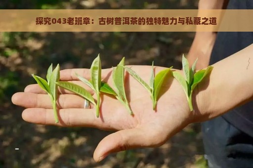 探究043老班章：古树普洱茶的独特魅力与私藏之道