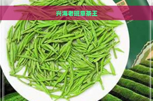 兴海老班章茶王