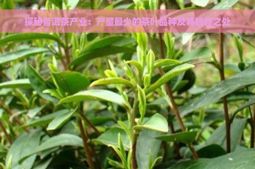 探秘普洱茶产业：产量最少的茶叶品种及其独特之处