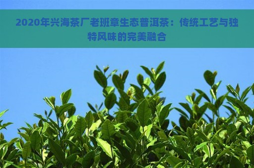 2020年兴海茶厂老班章生态普洱茶：传统工艺与独特风味的完美融合