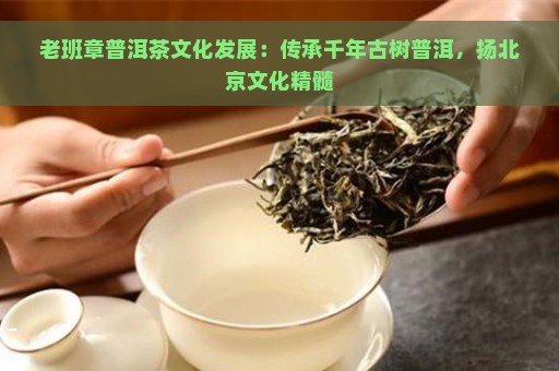 老班章普洱茶文化发展：传承千年古树普洱，扬北京文化精髓