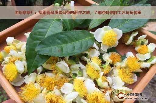 老班章茶厂：探索高品质普洱茶的诞生之地，了解茶叶制作工艺与历传承