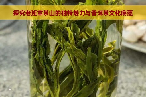 探究老班章茶山的独特魅力与普洱茶文化底蕴