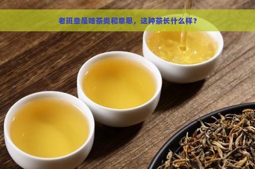 老班章是啥茶类和意思，这种茶长什么样？