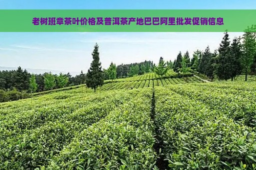 老树班章茶叶价格及普洱茶产地巴巴阿里批发促销信息