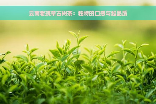 云南老班章古树茶：独特的口感与越品质