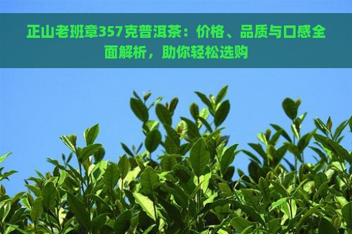 正山老班章357克普洱茶：价格、品质与口感全面解析，助你轻松选购