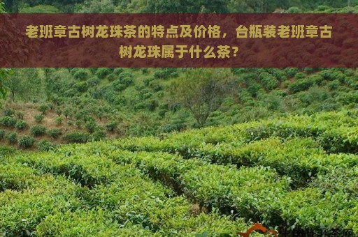 老班章古树龙珠茶的特点及价格，台瓶装老班章古树龙珠属于什么茶？