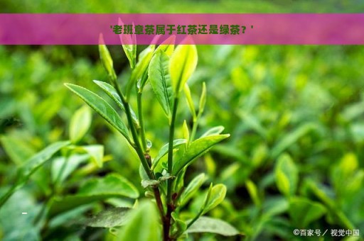 '老班章茶属于红茶还是绿茶？'