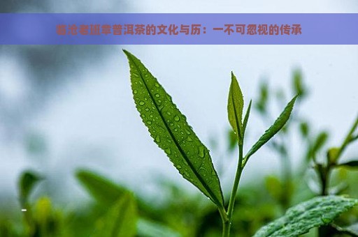 临沧老班章普洱茶的文化与历：一不可忽视的传承