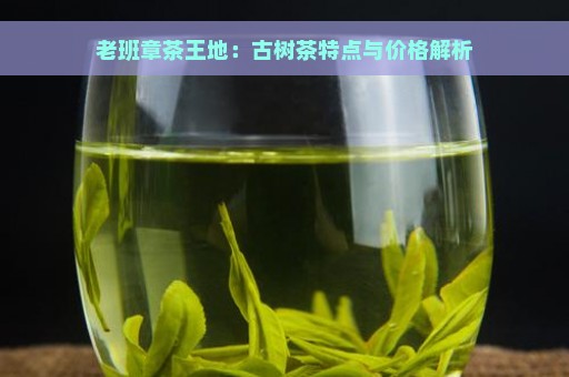 老班章茶王地：古树茶特点与价格解析