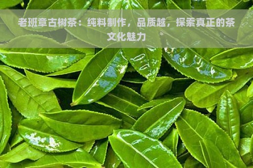 老班章古树茶：纯料制作，品质越，探索真正的茶文化魅力