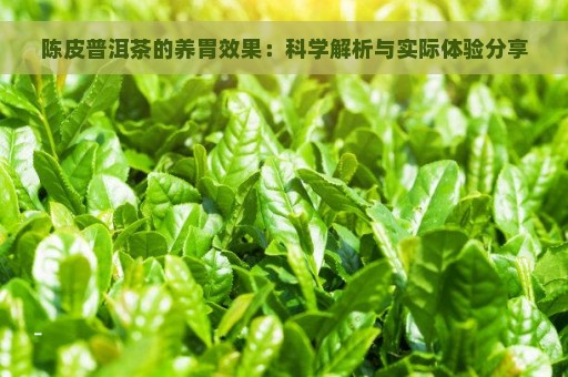 陈皮普洱茶的养胃效果：科学解析与实际体验分享