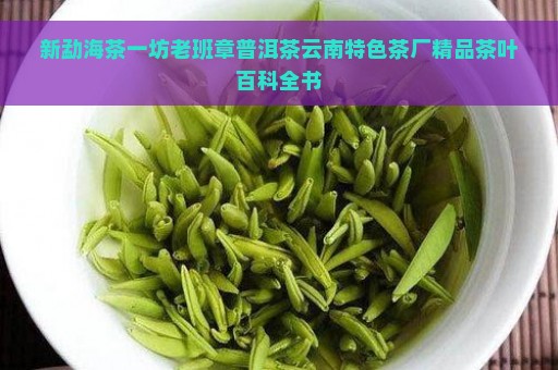 新勐海茶一坊老班章普洱茶云南特色茶厂精品茶叶百科全书