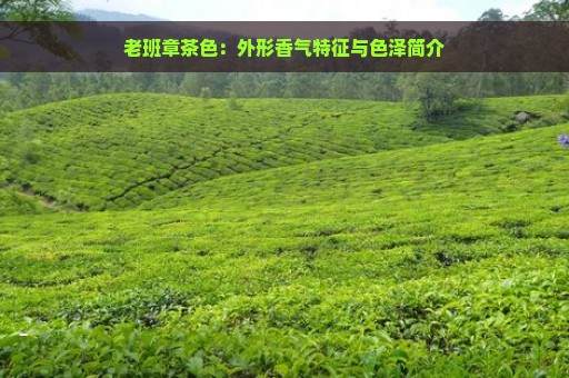 老班章茶色：外形香气特征与色泽简介