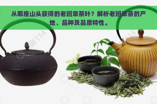 从哪座山头获得的老班章茶叶？解析老班章茶的产地、品种及品质特性。