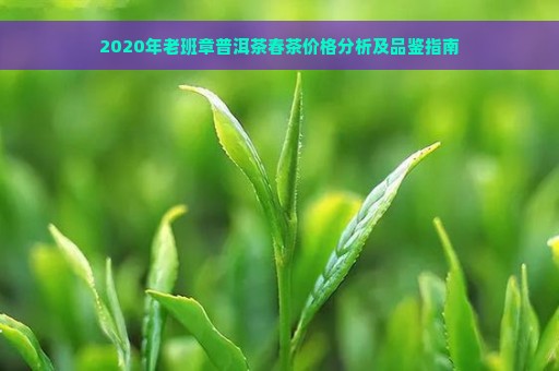 2020年老班章普洱茶春茶价格分析及品鉴指南