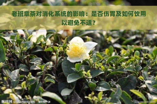 老班章茶对消化系统的影响：是否伤胃及如何饮用以避免不适？