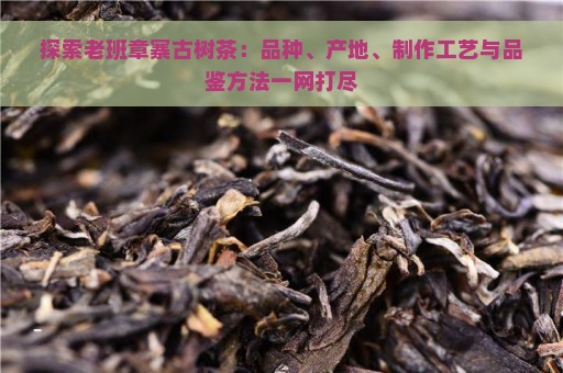 探索老班章寨古树茶：品种、产地、制作工艺与品鉴方法一网打尽