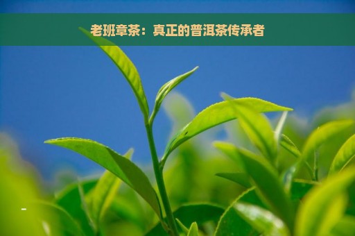 老班章茶：真正的普洱茶传承者