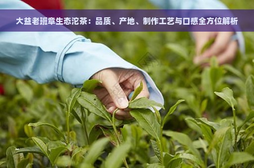 大益老班章生态沱茶：品质、产地、制作工艺与口感全方位解析