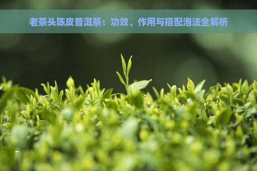 老茶头陈皮普洱茶：功效、作用与搭配泡法全解析