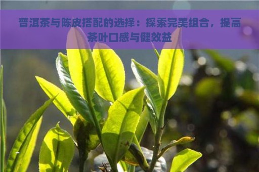 普洱茶与陈皮搭配的选择：探索完美组合，提高茶叶口感与健效益