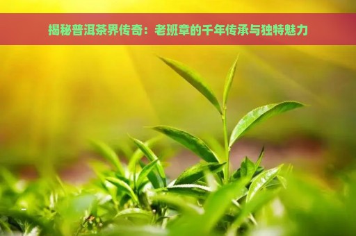 揭秘普洱茶界传奇：老班章的千年传承与独特魅力