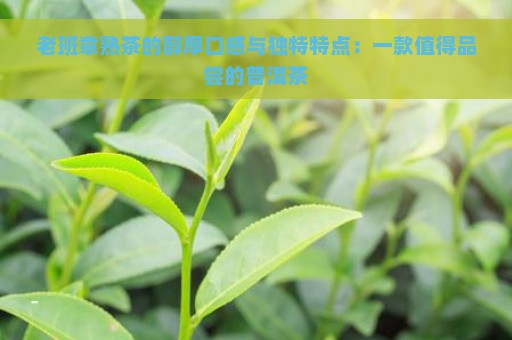 老班章熟茶的醇厚口感与独特特点：一款值得品尝的普洱茶