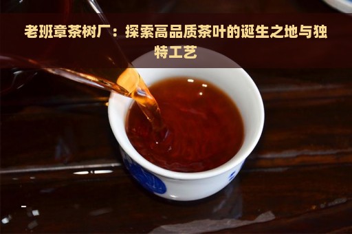 老班章茶树厂：探索高品质茶叶的诞生之地与独特工艺