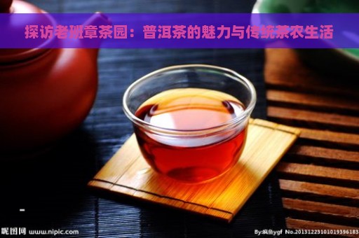 探访老班章茶园：普洱茶的魅力与传统茶农生活