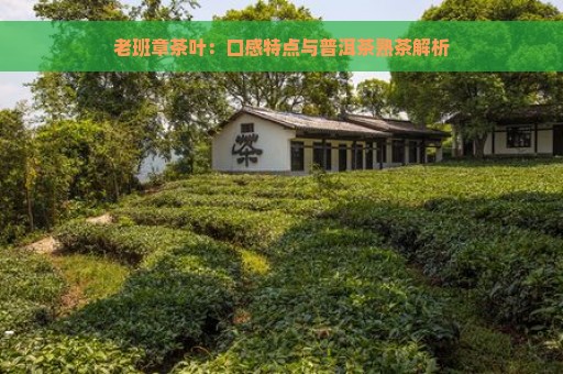 老班章茶叶：口感特点与普洱茶熟茶解析