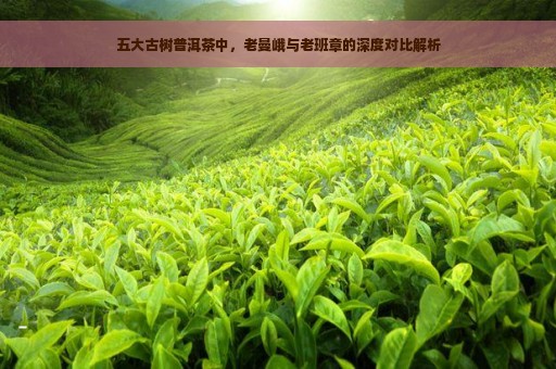 五大古树普洱茶中，老曼峨与老班章的深度对比解析