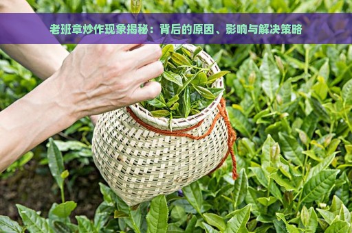 老班章炒作现象揭秘：背后的原因、影响与解决策略