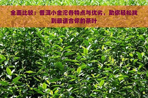 全面比较：普洱小金沱各特点与优劣，助你轻松找到最适合你的茶叶