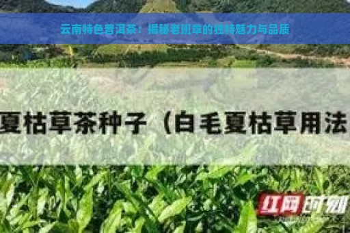 云南特色普洱茶：揭秘老班章的独特魅力与品质