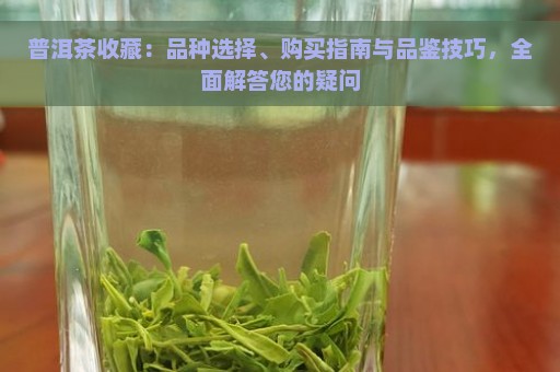 普洱茶收藏：品种选择、购买指南与品鉴技巧，全面解答您的疑问