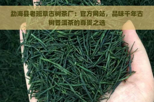 勐海县老班章古树茶厂：官方网站，品味千年古树普洱茶的尊贵之选