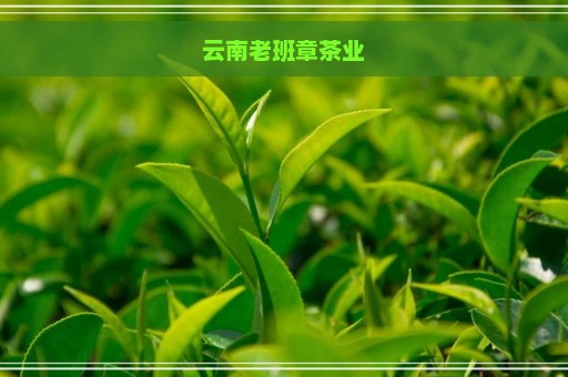 云南老班章茶业